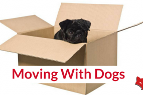 moving with dogs